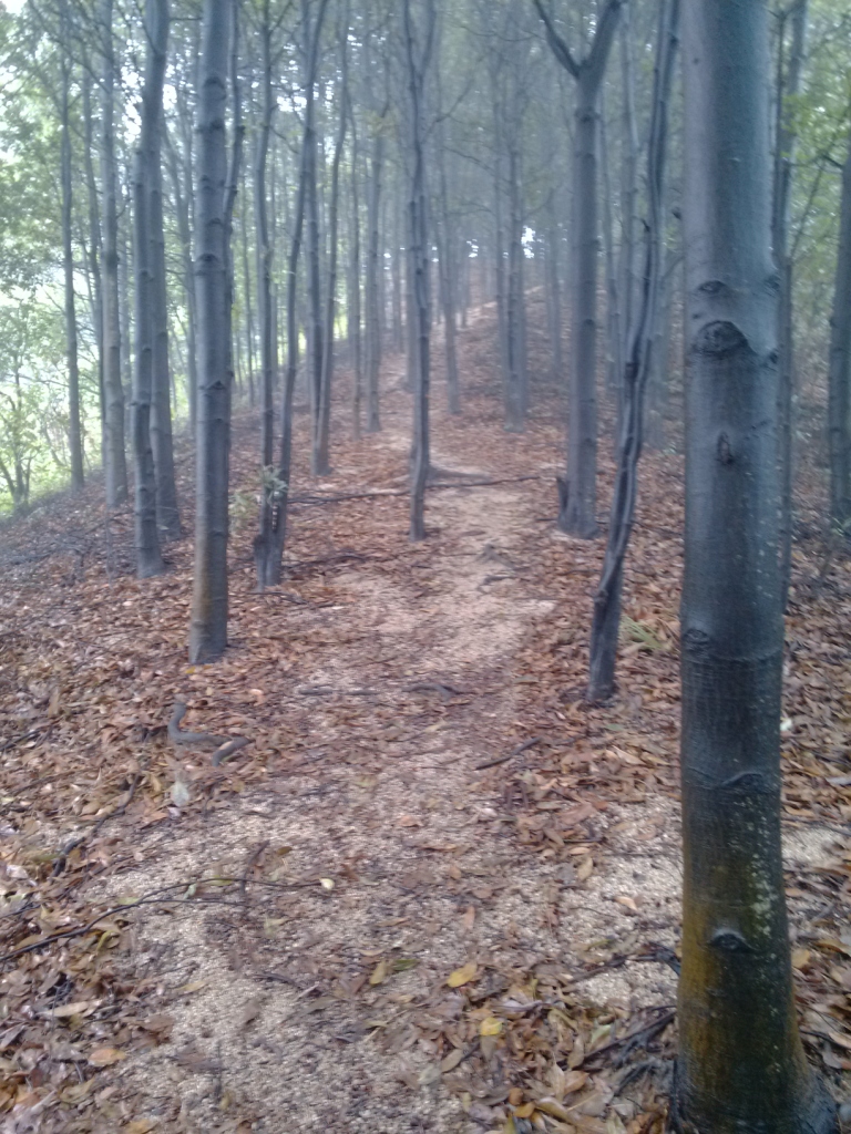 林中的小路